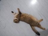 Scottish Fold Black Golden Tabby Dişi