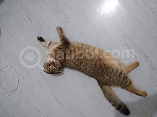 Scottish Fold Black Golden Tabby Dişi görsel