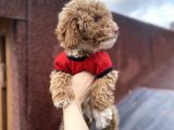 Tüy Dökmez Koku Yapmaz Toy Poodle