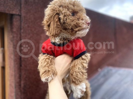 Tüy Dökmez Koku Yapmaz Toy Poodle görsel