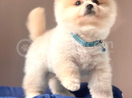 Safkan Pomeranian Boo Yavrularımız görsel