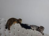 Scottish Fold Black Golden Tabby Dişi