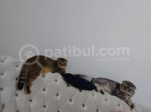 Scottish Fold Black Golden Tabby Dişi görsel