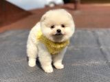 Orjinal Pomeranian Boo Bebeklerimiz