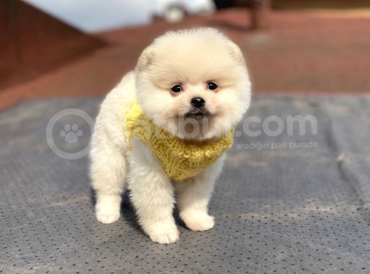 Orjinal Pomeranian Boo Bebeklerimiz