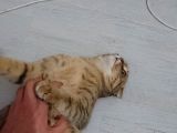 Scottish Fold Black Golden Tabby Dişi