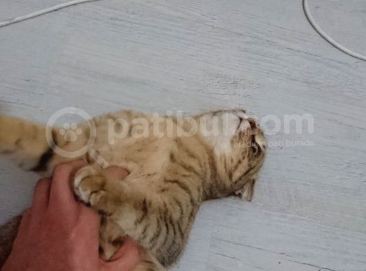Scottish Fold Black Golden Tabby Dişi görsel
