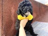 3 Aylık Toy Poodle Yavrumuz