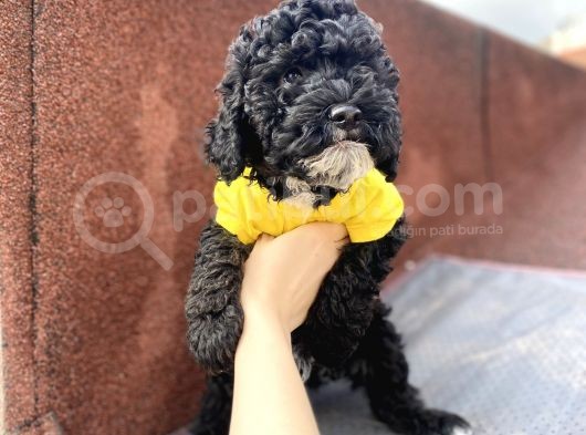 3 Aylık Toy Poodle Yavrumuz görsel