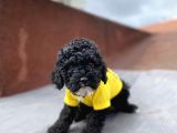 3 Aylık Toy Poodle Yavrumuz