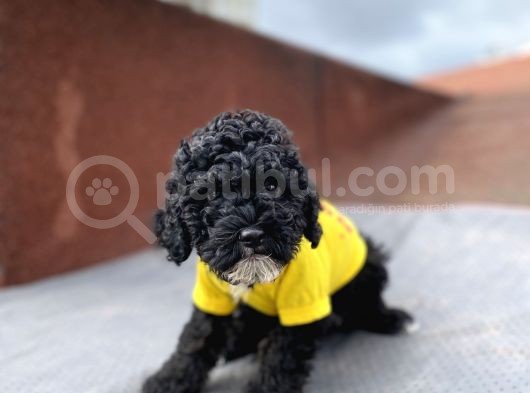 3 Aylık Toy Poodle Yavrumuz