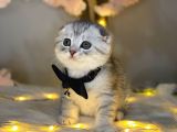 Show Class Scotti̇sh Fold Si̇lver Tabby