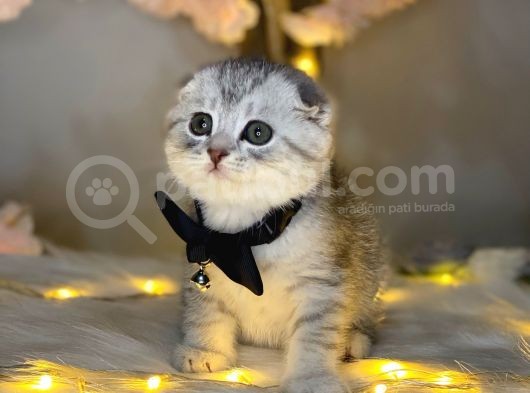 Show Class Scotti̇sh Fold Si̇lver Tabby görsel