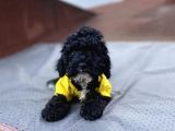 3 Aylık Toy Poodle Yavrumuz