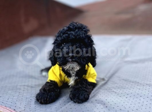 3 Aylık Toy Poodle Yavrumuz görsel
