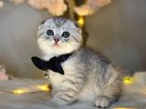 Show Class Scotti̇sh Fold Si̇lver Tabby