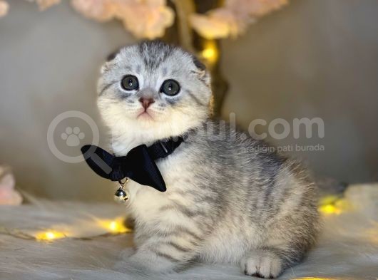 Show Class Scotti̇sh Fold Si̇lver Tabby görsel