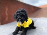 3 Aylık Toy Poodle Yavrumuz