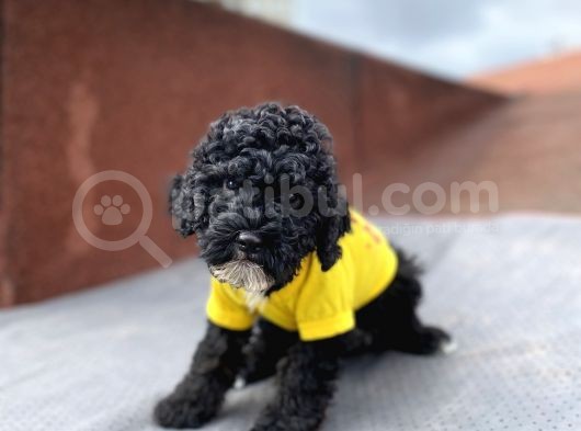 3 Aylık Toy Poodle Yavrumuz görsel