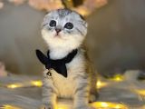 Show Class Scotti̇sh Fold Si̇lver Tabby