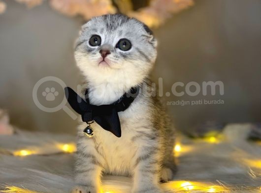 Show Class Scotti̇sh Fold Si̇lver Tabby