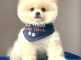 Safkan Pomeranian Boo Yavrularımız