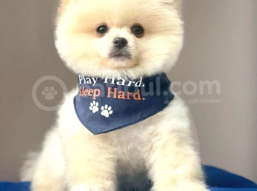 Safkan Pomeranian Boo Yavrularımız