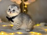 Show Class Scotti̇sh Fold Si̇lver Tabby