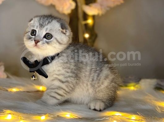 Show Class Scotti̇sh Fold Si̇lver Tabby görsel