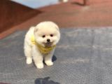 Orjinal Pomeranian Boo Bebeklerimiz