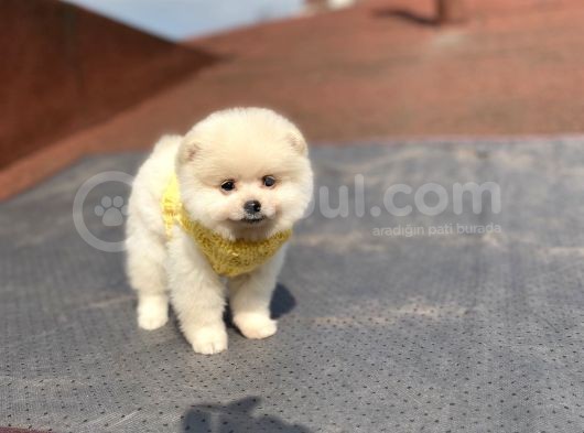 Orjinal Pomeranian Boo Bebeklerimiz görsel