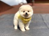 Orjinal Pomeranian Boo Bebeklerimiz