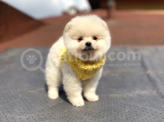 Orjinal Pomeranian Boo Bebeklerimiz görsel