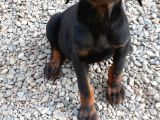 King Doberman