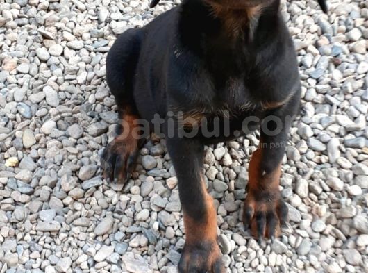 King Doberman