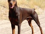 King Doberman
