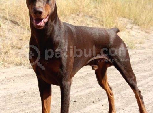 King Doberman görsel