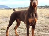 King Doberman