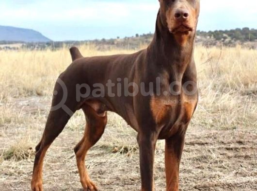 King Doberman görsel