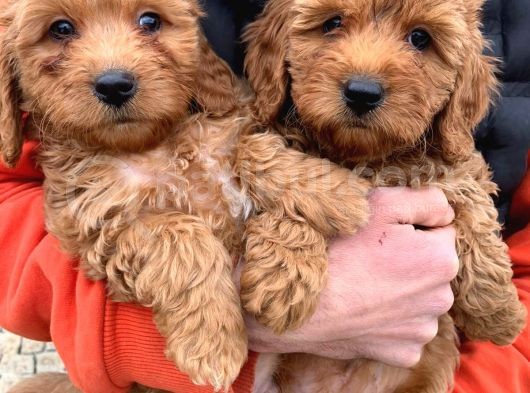 Red Toy Poodle Yavrumuz