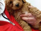 Red Toy Poodle Yavrumuz