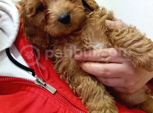 Red Toy Poodle Yavrumuz görsel