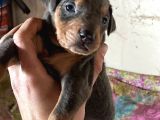 King Doberman