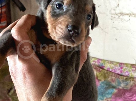 King Doberman görsel