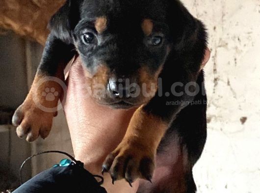 King Doberman görsel