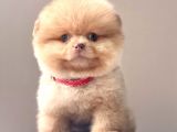 Tedy Bear