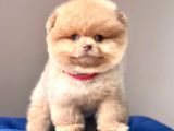 Tedy Bear