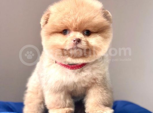 Tedy Bear