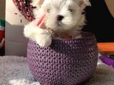 Tea Cup Maltes Yavrularımız