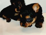 Tea cup York Shire Terrier